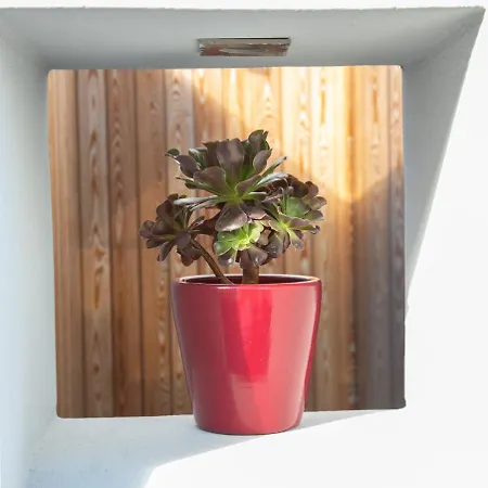 أجنحة ماركيز - للبالغين فقط 5*